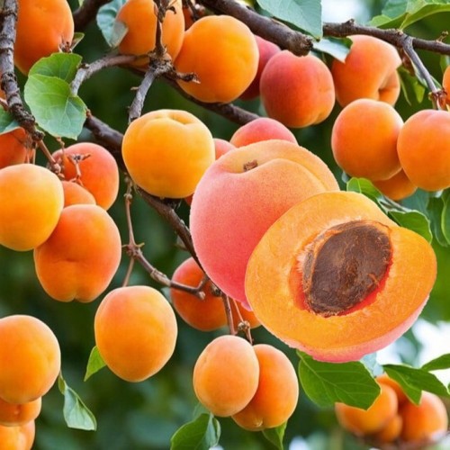 Prunus armeniaca 'Early Orange' - Harilik aprikoosipuu 'Early Orange' C6/6L